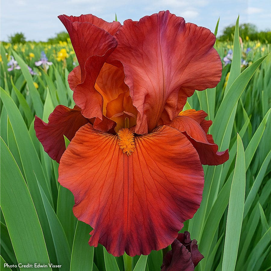 Iris Lest We Forget Reblooming Bearded Iris