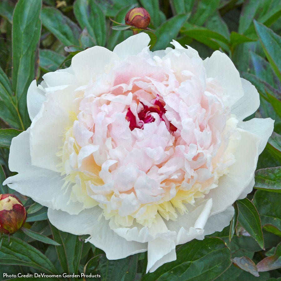 Paeonia Madame de Verneville Peony – Wayside Gardens