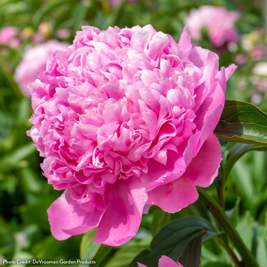 Paeonia Monsieur Jules Elie Peony