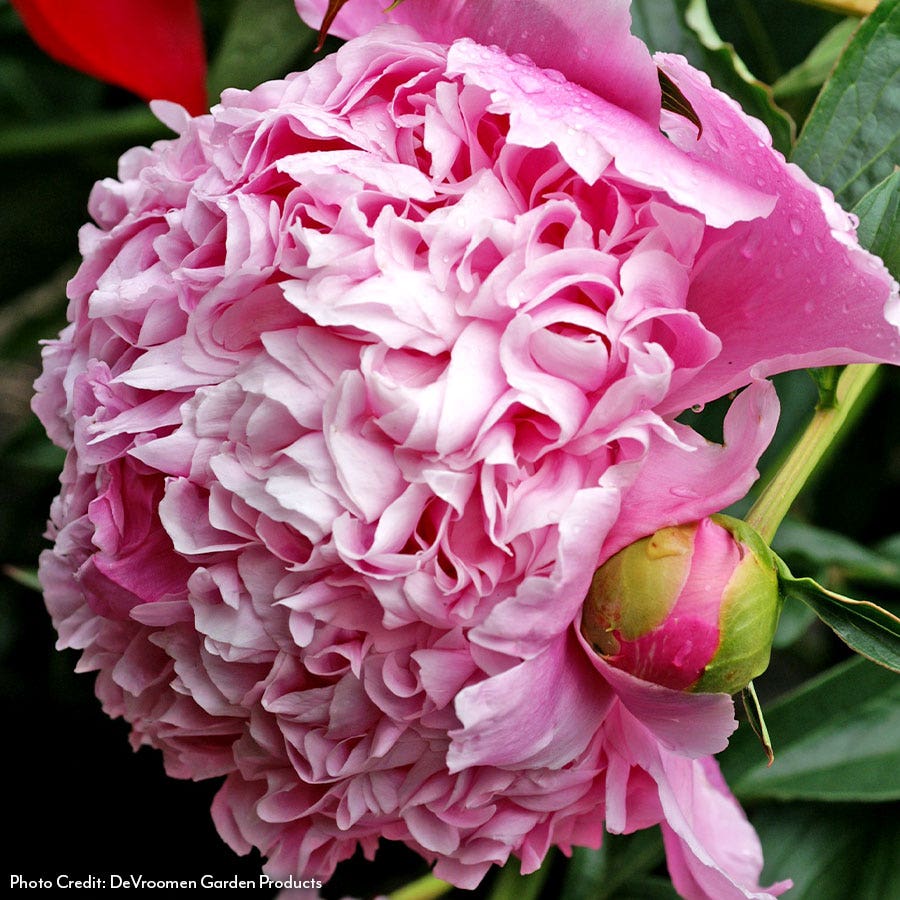 Paeonia Monsieur Jules Elie Peony