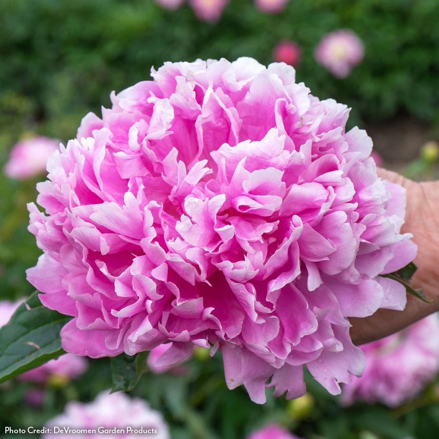 Paeonia Monsieur Jules Elie Peony