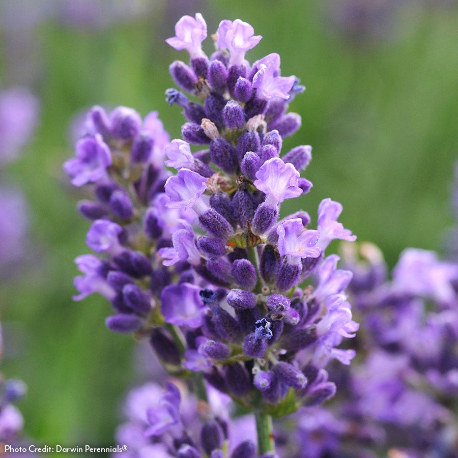 Lavandula 'SuperBlue' English Lavender