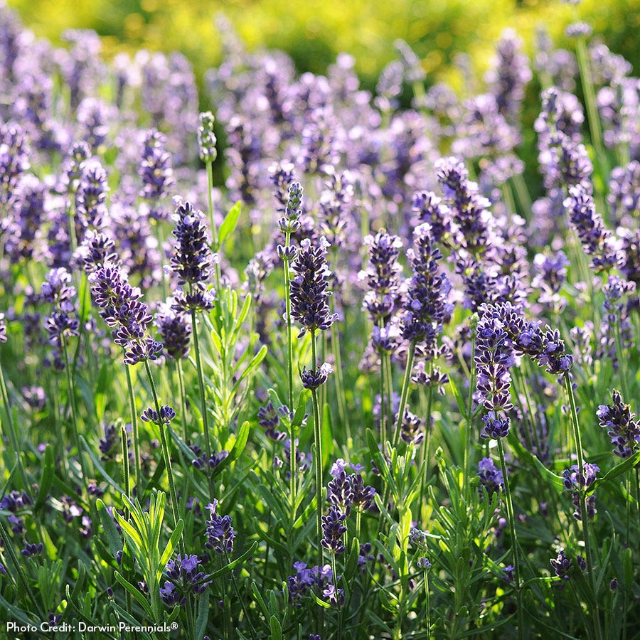 Lavandula 'SuperBlue' English Lavender