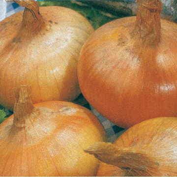 Granex Hybrid 33 Yellow Onion Sets
