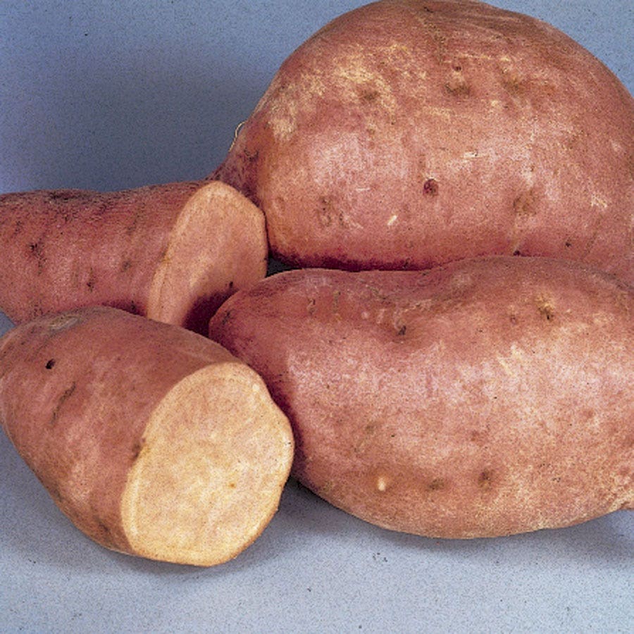 'Centennial' Sweet Potato Slips