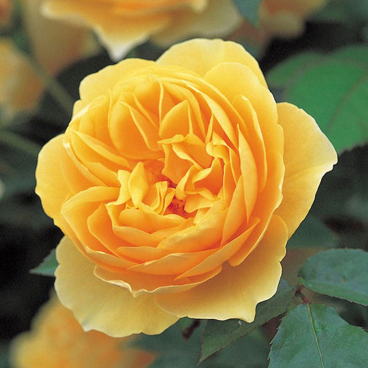 Rosa Graham Thomas®