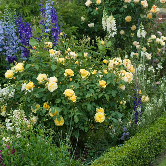 Rosa Graham Thomas®