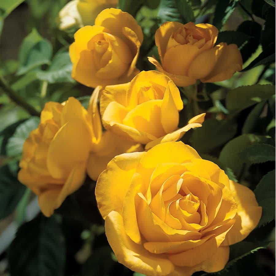 Rosa Midas Touch