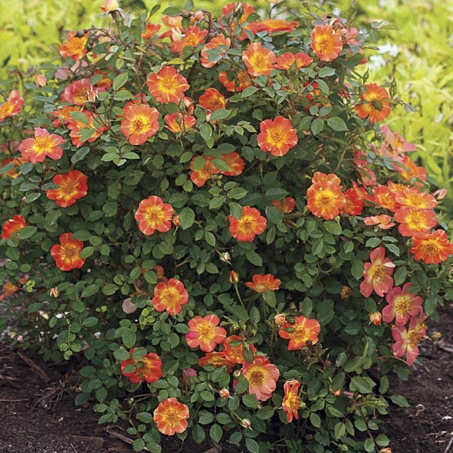 Rosa Oso Easy® Paprika