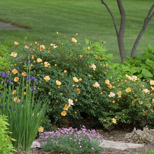 Rosa Oso Easy® Paprika