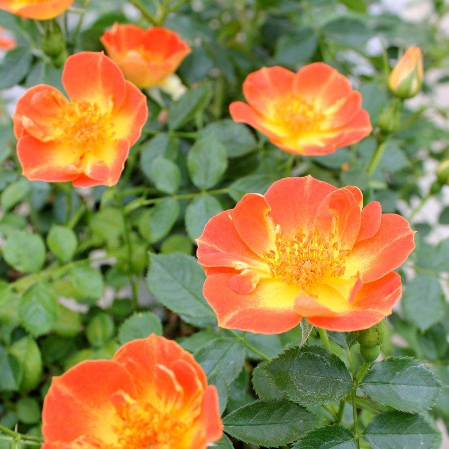 Rosa Oso Easy® Paprika