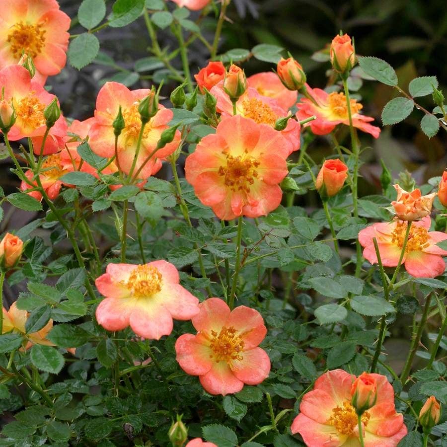 Rosa Oso Easy® Paprika