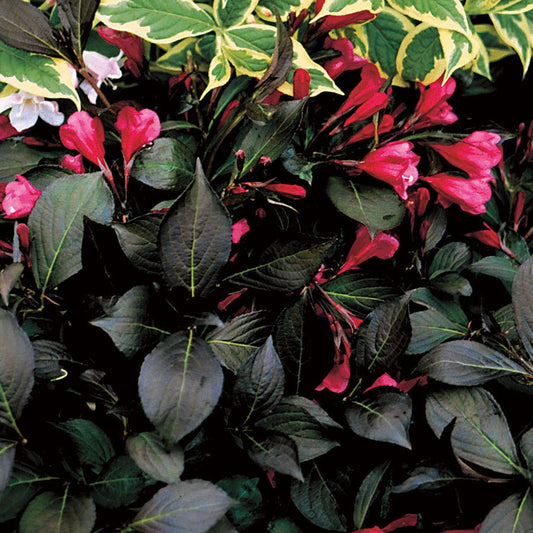 Weigela Wine & Roses®