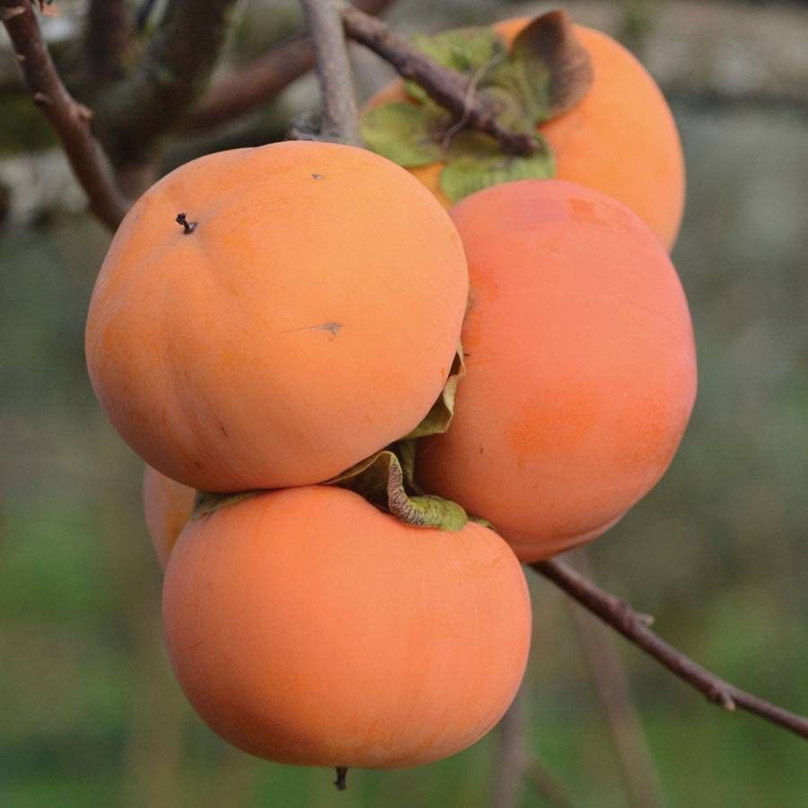 Fuyu Persimmon Tree