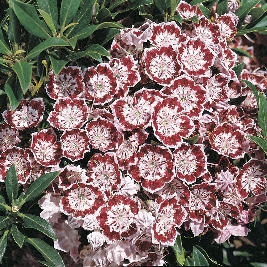 Kalmia 'Minuet'