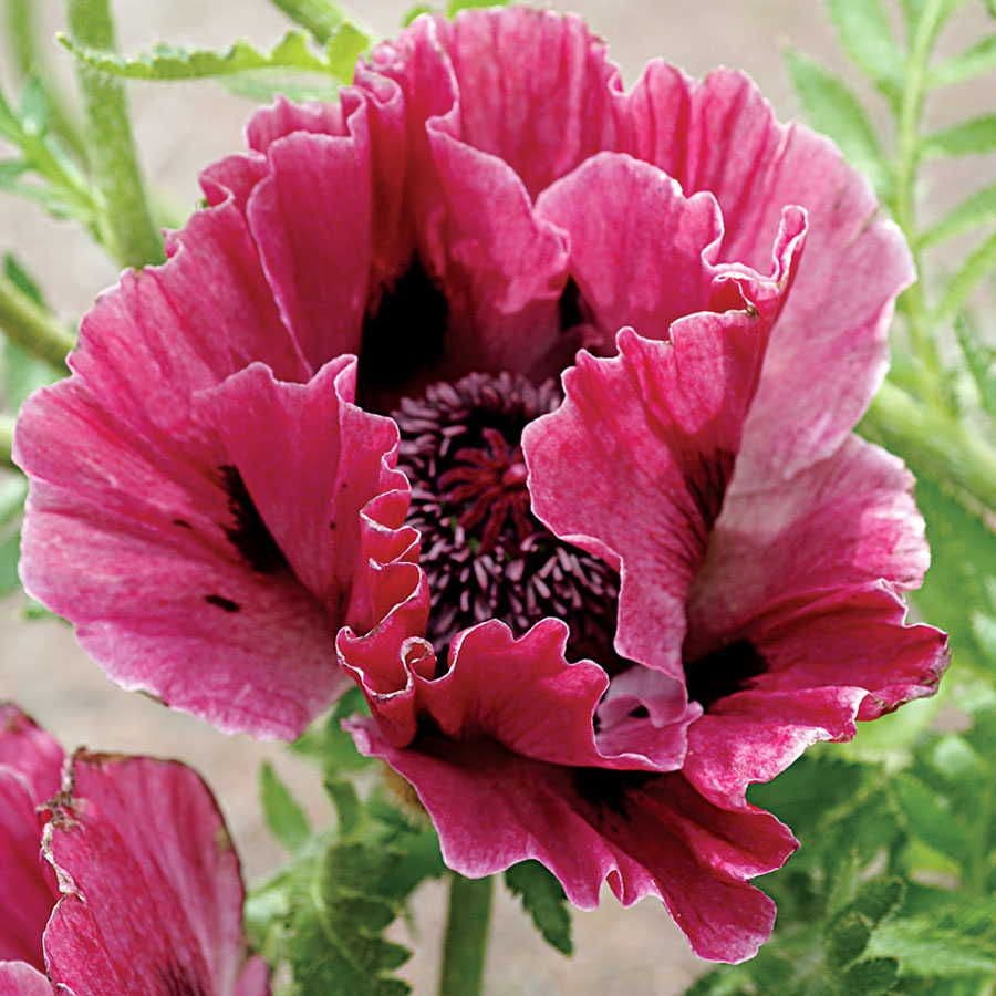 Papaver 'Harlem'