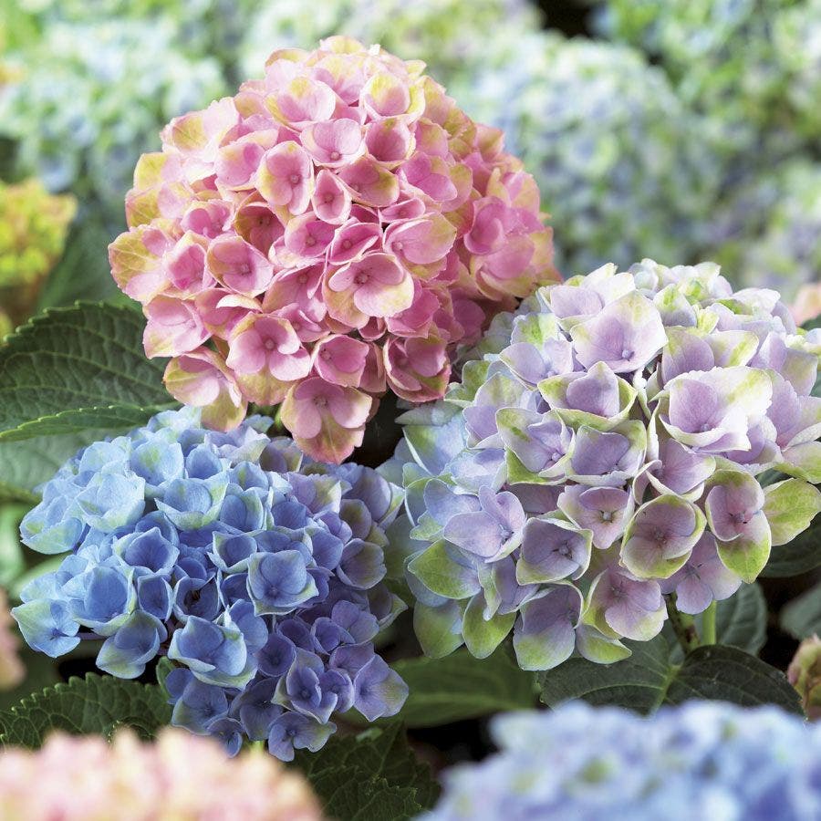 Mophead Hydrangea Everlasting™ Revolution