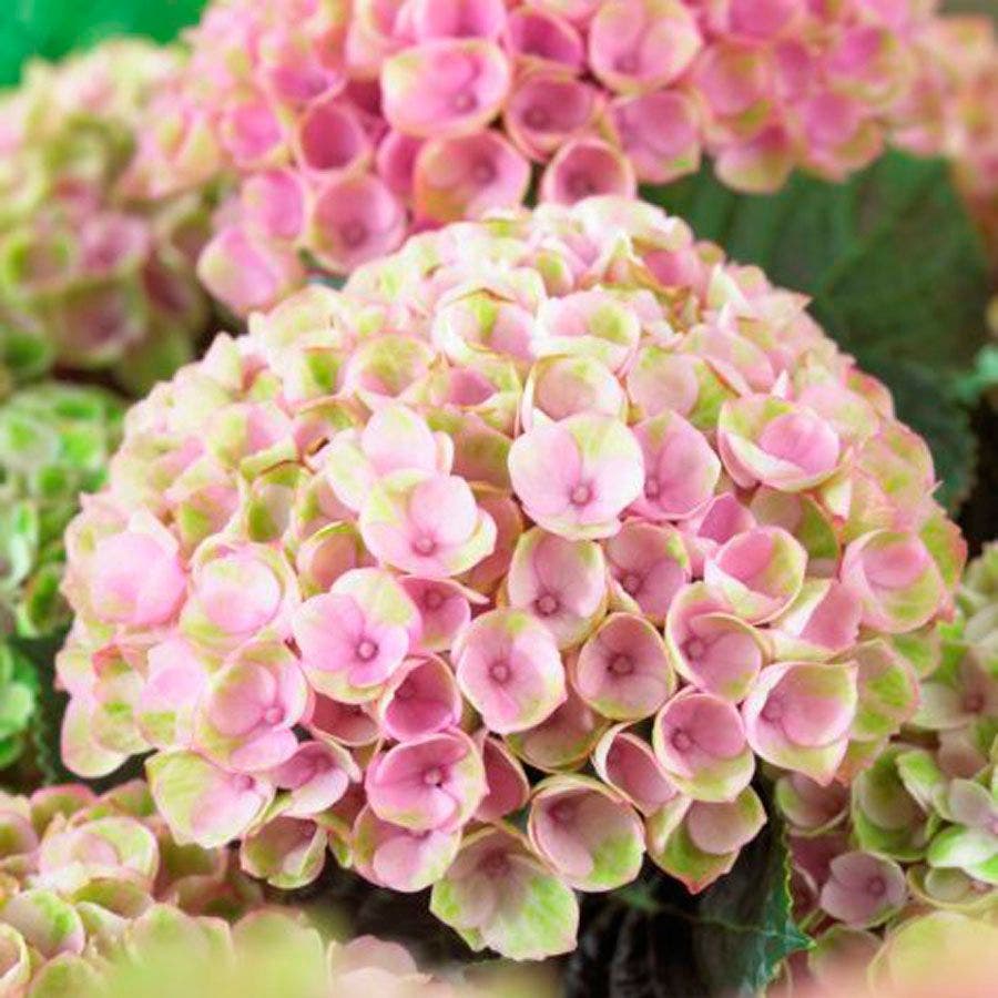 Mophead Hydrangea Everlasting™ Revolution