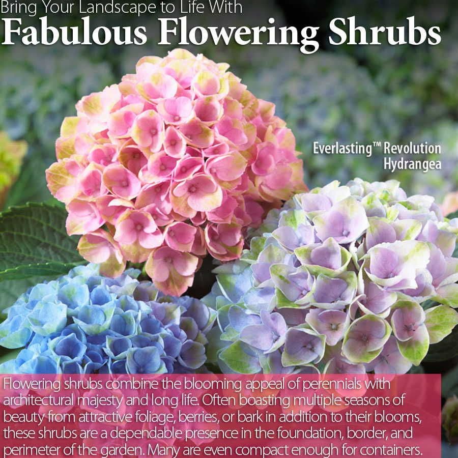 Mophead Hydrangea Everlasting™ Revolution