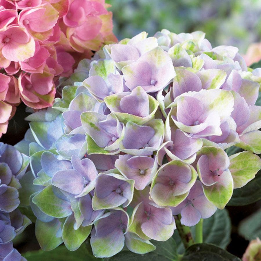Mophead Hydrangea Everlasting™ Revolution