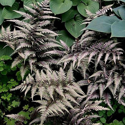 Athyrium 'Regal Red'