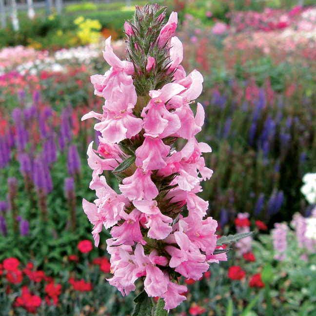 Stachys 'Pink Cotton Candy'