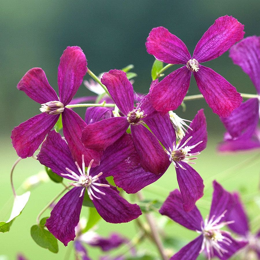 Clematis 'Sweet Summer Love'