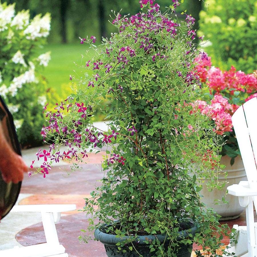 Clematis 'Sweet Summer Love'
