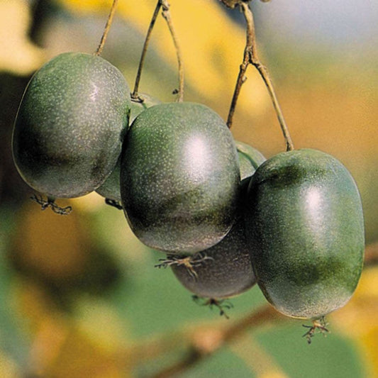 Actinidia 'Issai' Kiwi
