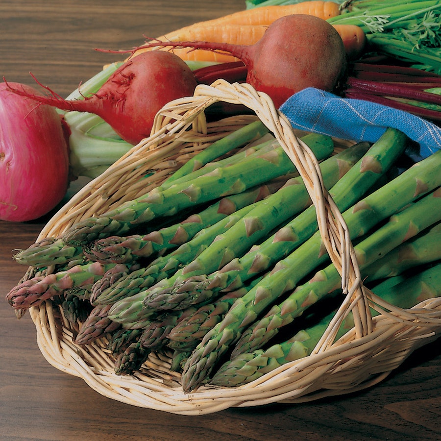 Asparagus 'Jersey Knight'