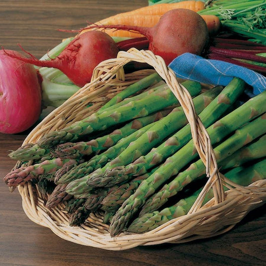 Asparagus 'Jersey Knight'