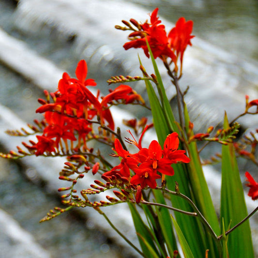 Crocosmia 'Lucifer' Falling Stars Bulbs
