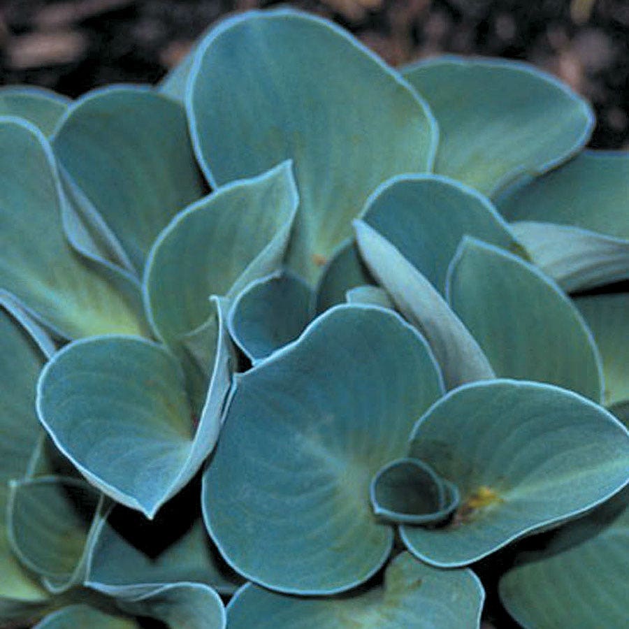 Hosta 'Blue Mouse Ears'
