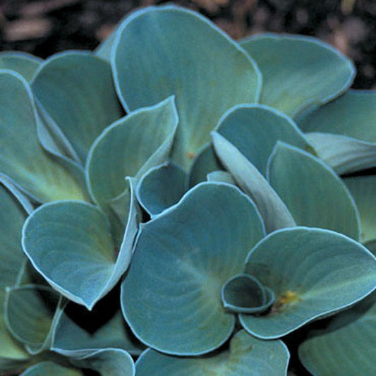 Hosta 'Blue Mouse Ears'