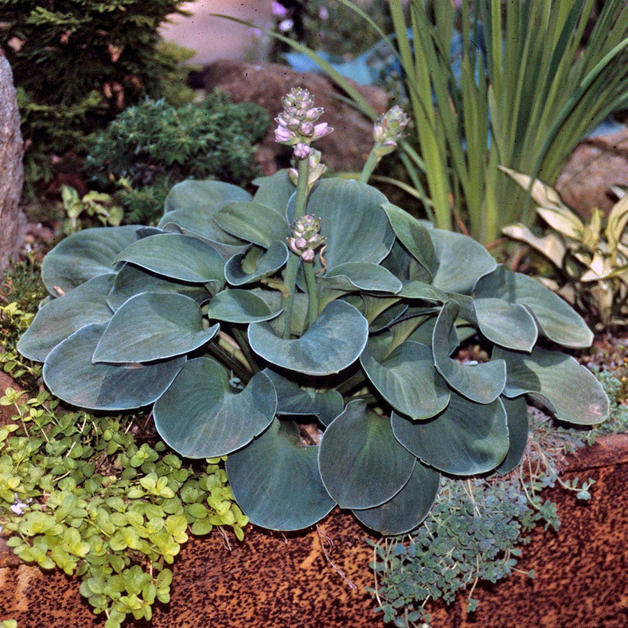 Hosta 'Blue Mouse Ears'