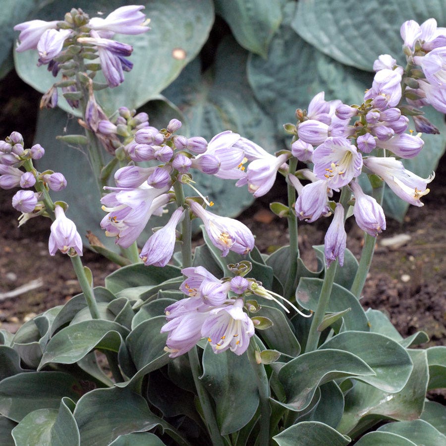 Hosta 'Blue Mouse Ears'