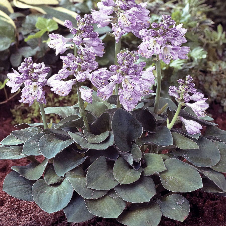 Hosta 'Blue Mouse Ears'