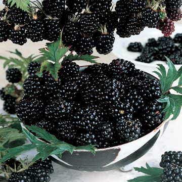 Rubus 'Triple Crown'