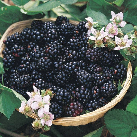 Rubus 'Triple Crown'