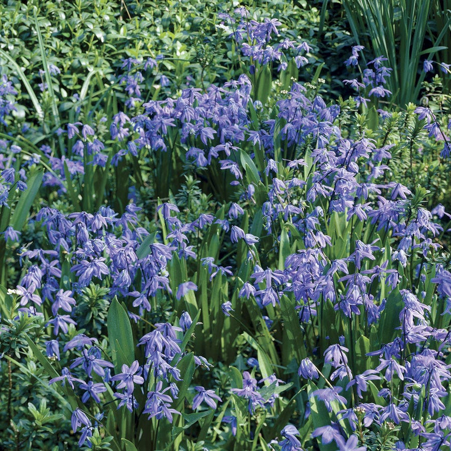 Scilla (Siberian Squill) Bulbs
