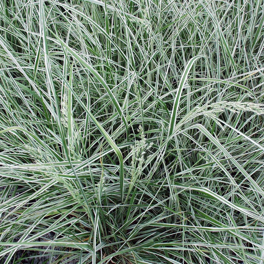 Calamagrostis x. acutiflora 'Karl Foerster' Feather Reedgrass