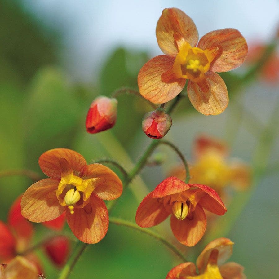 Epimedium 'Orange Queen'