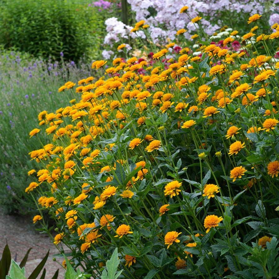 Heliopsis 'Asahi'