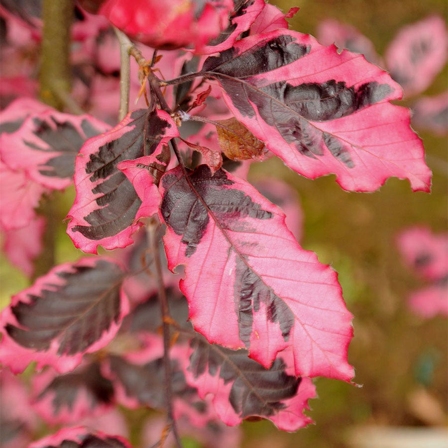 Fagus 'Roseomarginata'