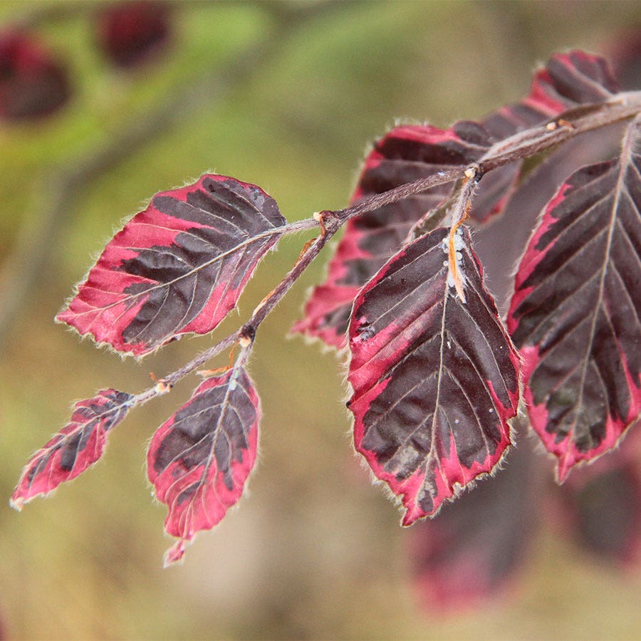 Fagus 'Roseomarginata'