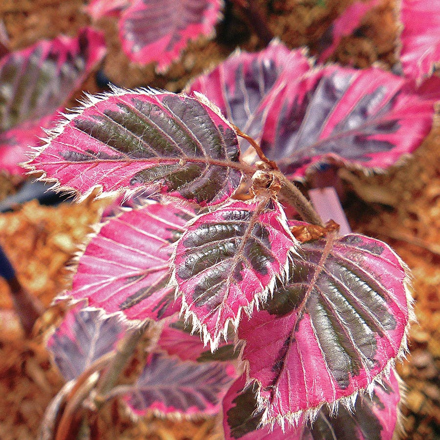 Fagus 'Roseomarginata'