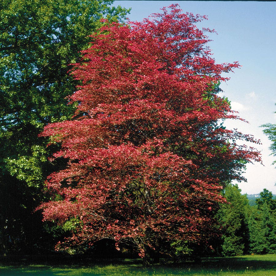 Fagus 'Roseomarginata'