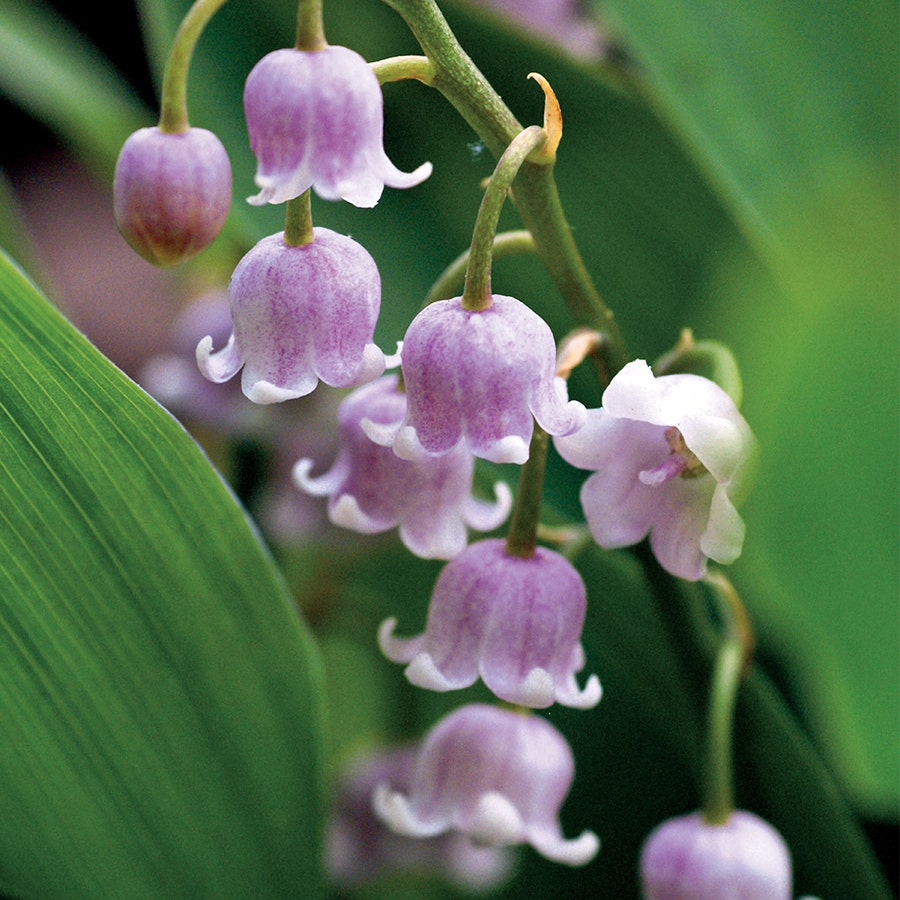 Convallaria rosea