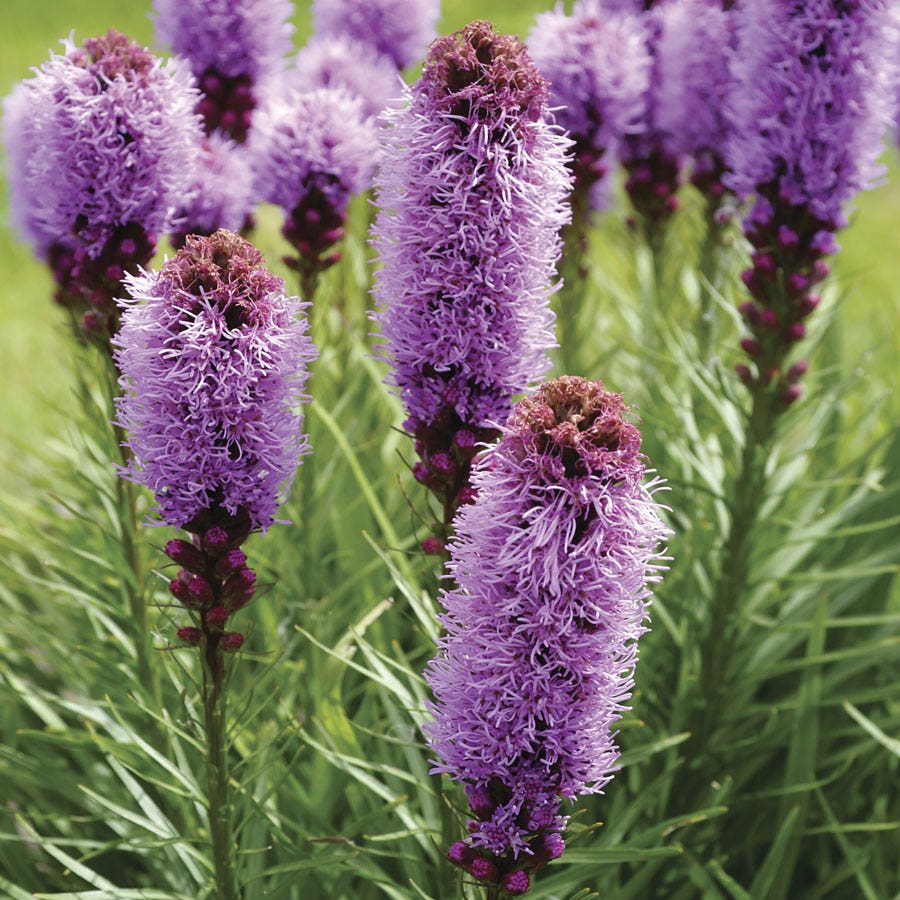 Liatris 'Kobold Original' Bulbs