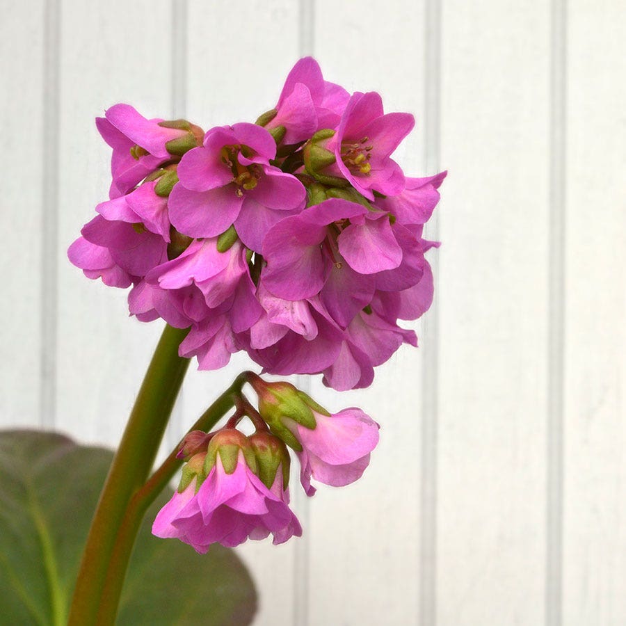 Bergenia 'Winter Glow'